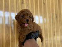 Toy Poodle Bebekler Referans Yavru
