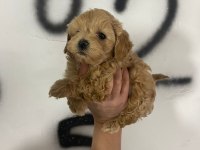 Maltipoo Yavrularım Orijinal Kg Garantili