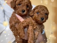 Toy Poodle Yavrular Ruhsatlı Köpek Çiftliğinden