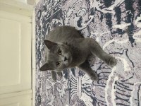 British shorthair uysal kedimiz