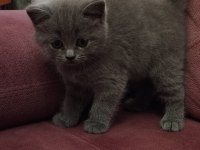 Koca Kafalı British Shorthair Yavruları