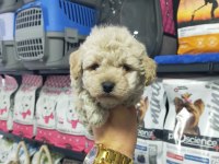 Maltipoo erkek ve dişi yavrularımız