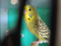 Toplu Jumbo Yerli Rainbow Yavru Yetişkin Muhabbet