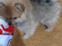 Pomeranian yavru 3 aylık