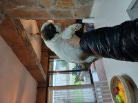 Üst Kalite shih tzu kahve beyaz yavrular