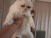 Show kalite british shorthair yavrular