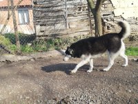 HUSKY KÖPEĞİMİZE YENİ YUVA ARIYORUZ