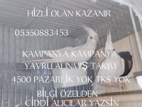 SULTAN PAPAĞANI HIZLI OLAN KAZANIYOR