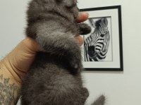 1 scottish fold ve 2 british longhair yavru kedilerim