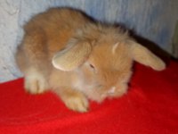 Teddy lop tavşan yavrular mavi göz