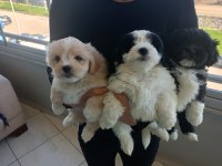 Morkie Özel Irk Yavrular