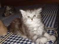 Rus Kanı Maine Coon Yavrular