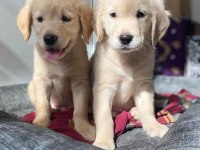 Muhteşem Babyface Golden Retriever Yavrular