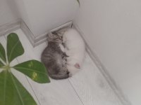 2 tane british shorthair yavrumuz