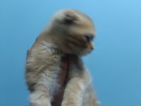 Evin neşesi geldi scottish fold