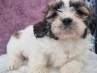 Shih tzu bebeklerimiz yeni yuvasına gitmeye hazırdır