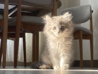 Dişi british longhair kedisi