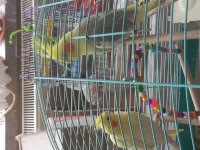 Sultan Papağanı Çifti 2 Yaşında