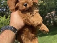 Poodle Benzerliğiyle Sevimli Maltipoo Bebekler