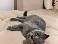 Scottish Fold 3 yaşında Dişi