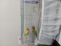 Takım CENNET (Sevda) Papağanı