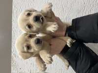 Renk renk labrador bebekler