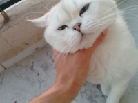 1 çift british shorthair