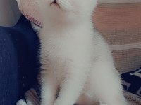 British shorthair 2 aylık dişi yavrular