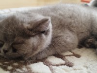 British shorthair erkek kedimiz