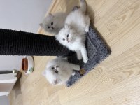 British Longhair Paşam Hazır