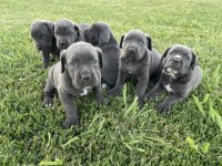 Cane Corso Yavru