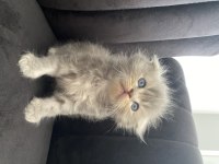 Scottish fold longhair