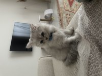 3.5 aylık erkek british longhair