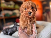 Safkan Poodle Yavru Köpekler