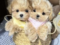 Türkiye’nin Tek Gerçek Kore Teacup Maltipoo Yavruları