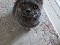 BRİTİSH ERKEK