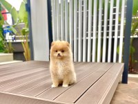 Kalite Pomeranian Boo Dişi