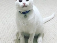 ŞANSLI YA YENİ ŞANS OLUN KEDİM