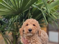 Muhteşem dev Poodle bebekleri