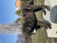 Şecereli presa canario yavruları