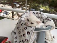 British Shorthair Ücretsiz