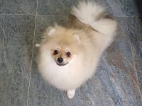 Pomeranian boo orijinal ayı uygun