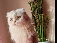 Scottish fold longhair