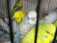 Jumbo muhabbet kuşu bayram şekerleri maşallah