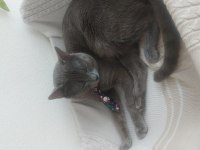 Russian blue ve british longhair kırma yavrular