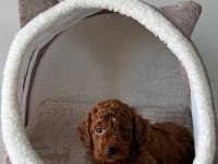 Safkan Irk Garantili Poodle Bebekler
