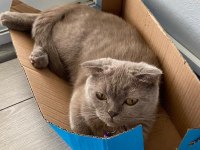 2 yaşında uysal dişi scottish fold kedimiz