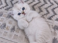 55 Günlük Erkek British Shorthair
