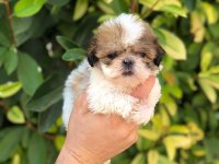 Sıfır Boy biblo shih tzu yavrularım