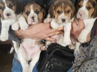 A Klas Beagle Yavruları